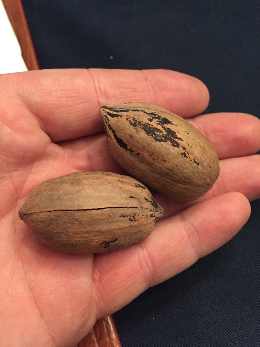 American Pecan Produce Report